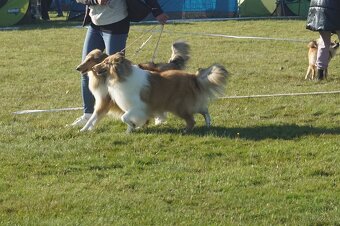 OWCZAREK SZKOCKI DŁUGOWŁOSY SUCZKA - 13