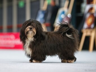 Hawańczyk – bajecznie wykolorowany szczeniak po Championce - 13