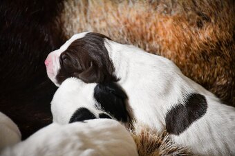 English Pointer - 13