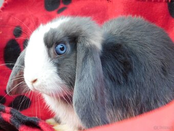 Cudowne baranki mini lop - 13