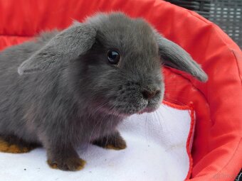 Cudne baranki mini lop - 13