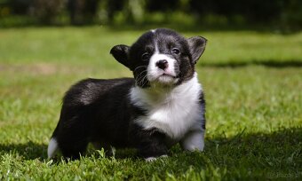 Welsh Corgi Cardigan ZKwP/FCI - 13