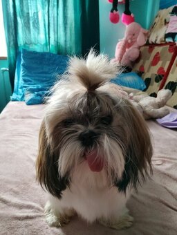 Sprzedam Psa rasy Shih tzu - 13