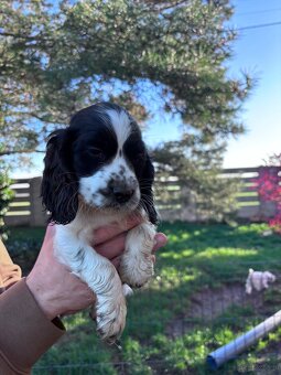 Cocker spaniel angielski - 13