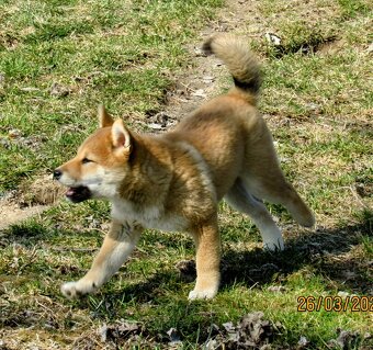 Shiba Inu, czerwony piesek mocno czernią przyprószony - 13
