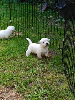 Szczenięta West Highland White Terrier - 13