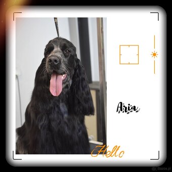 Cocker spaniel angielski - 13