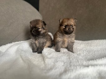 Szpic Miniaturowy, Pomeranian - 13