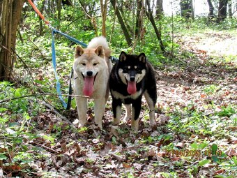 Shiba Inu, dwoje ośmiomiesięcznych szczeniąt - 13