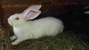 sprzedam króliki - 13