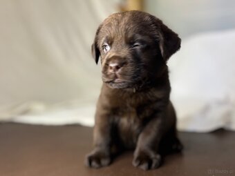 Labrador czekoladowy szczenię - 13