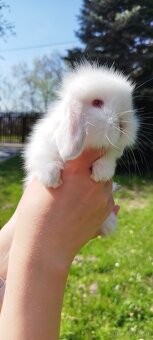 Królik miniaturowy mini lop seal point - 13