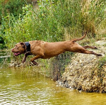 Bandog šteniatka - 13