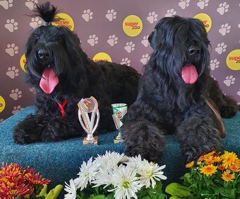 Czarny terier rosyjski - szczeniak - 13