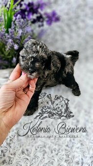 Pudel Toy/Miniaturowy Blue Merle adania Genetyczne Paszport - 13
