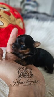 Yorkshire Terrier Czarno-złoty pessiei sunia PASZPORT - 13