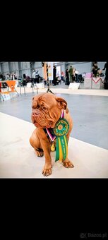 Štěňata bordeauxské dogy s PP - 13