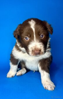Szczeniaki border collie - 13