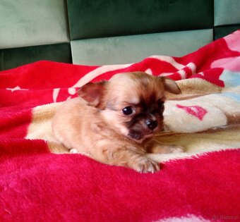 Chihuahua szczenięta - 13