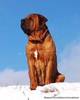 Tosa inu - przyjmujemy rezerwacje na szczenięta wiosna/lato - 13