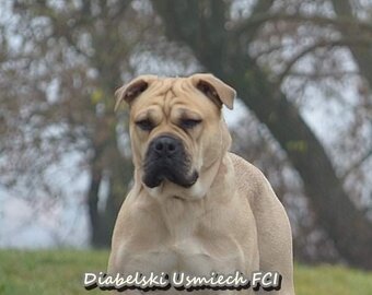 Dog Z Majorki Ca De Bou - 13