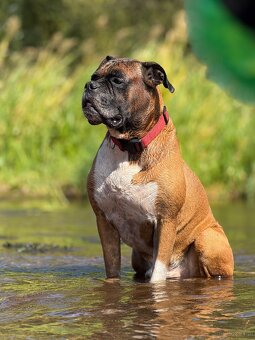 Boxer szczeniak rodowód bokser - 13