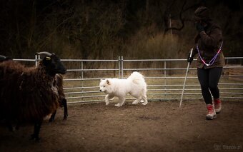 Samojed z FCI/PP – urodzone szczenięta z wyjątkowego skojarz - 13
