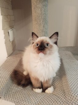Kocurek Ragdoll LATTE FPL - 13