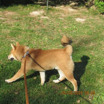 Shiba Inu - najstarszy w miocie czerwony piesek - 13