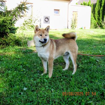 Shiba Inu, czerwony piesek mocno czernią przyprószony - 13