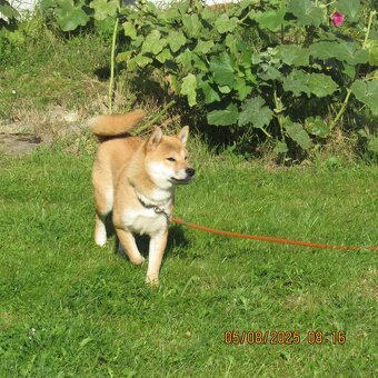 Shiba Inu, czerwony piesek - 13