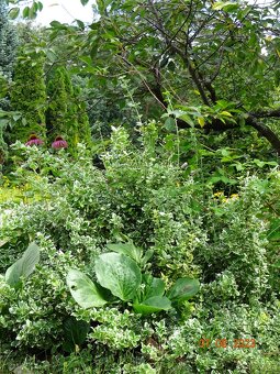 Dom wśród zieleni przy lesie - 13