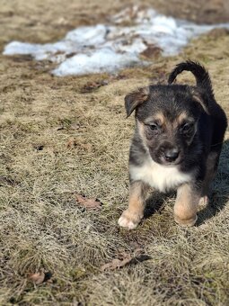 Oddam szczeniaczki za darmo - 13