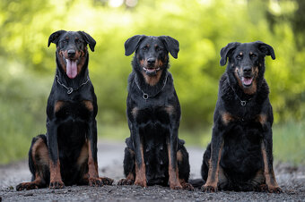 Beauceron - Owczarek francuski z rodowodem - 13