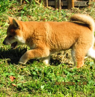 Dwoje szczeniąt Shiba Inu ur.07.08.2026r. - 13