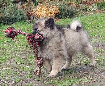 Wilczy szpic / Keeshond polecam rodowodowe szczenieta - 13