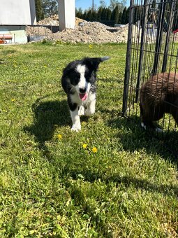 Piesek border collie czarno biały - 13