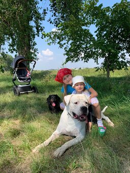 Dog Argentyński z PP, szczenięta dogo argentino  REZERWACJE - 13
