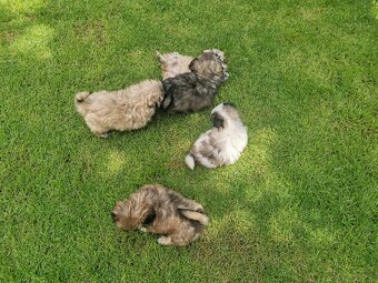 Pekińczyk Pekińczyki Nie Shih Tzu - 13