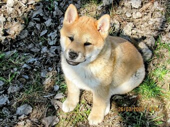 Shiba Inu czerwona, mała suczka o wielkim serduszku - 13