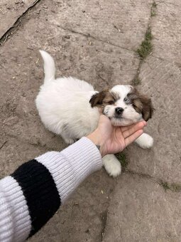 Szczeniaki shih tzu - 13
