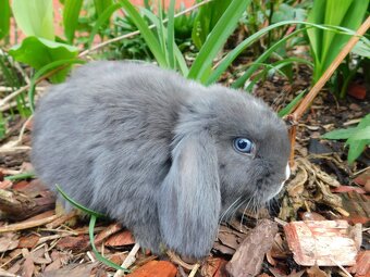 Niebieskie baranki mini lop - 13