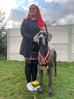 Niebieski dog niemiecki 💙🐾 o doskonałym rodowodzie - 13