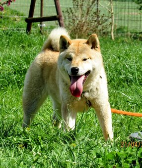 Shiba Inu, dziesięciomiesięczny, czerwony piesek - 13