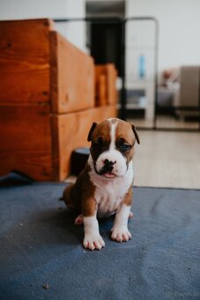 Szczenięta amstaff - 13
