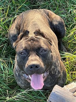 Szczeniaki Bandogi s rodokmenom VIP BANDOG KENNELS - 13