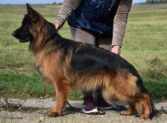 Owczarek niemiecki długowłosy ZKwP FCI - 13
