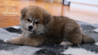 Akita Inu akita japońska szczenięta - 13