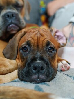 Bokser szczeniaki - 13