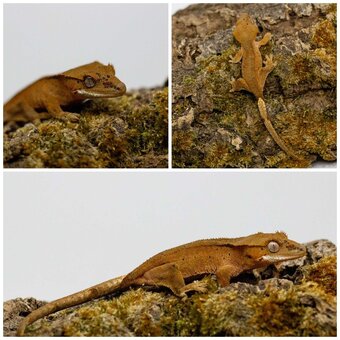 Gekony orzęsione (ciliatus) + akcesoria GeckoSVK - 13